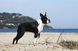 BOSTON TERRIER 356